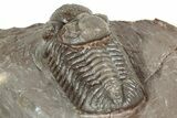 Colorful Austerops Trilobite Fossil - Jorf, Morocco #328579-4